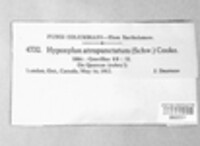 Biscogniauxia atropunctata image